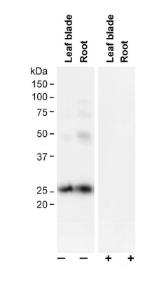 western blot detection using anti-PIP2;1